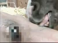 Horny Asian sweetheart acquires her body licked by a horse